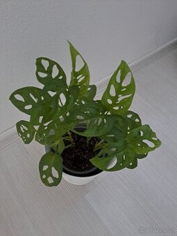 Monstera adansonii, odber Bratislava