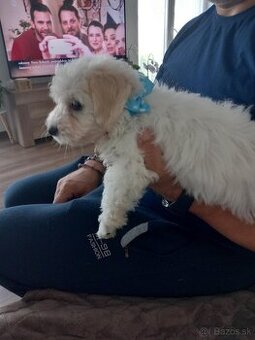 Steniatko maltipoo