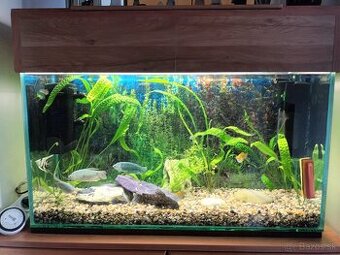 Akvarium - 1