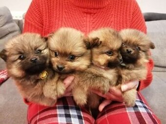 Oranžový špic-pomeranian