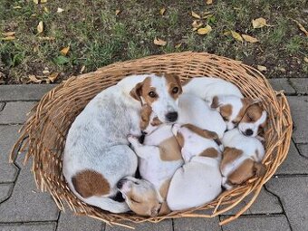 Šteniatka Jack russel