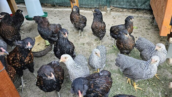 Kohuty araucana divokosfarbena