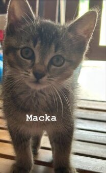 Mačiatka - 1
