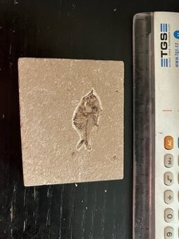 Fosília, skamenelina, rybka - inzerát č.8 Libanon