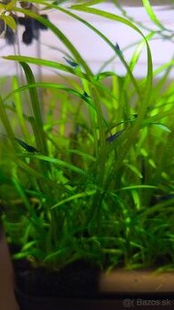 Modré krevety Neocaridina Davidi var. Blue Dream