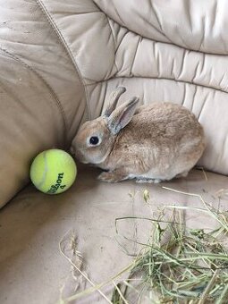 zakrslý králik samička