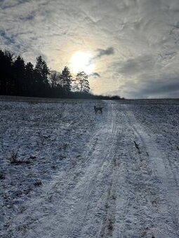 Ponukam psa na krytie