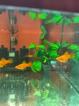 Xiphophorus helleri red Simpson