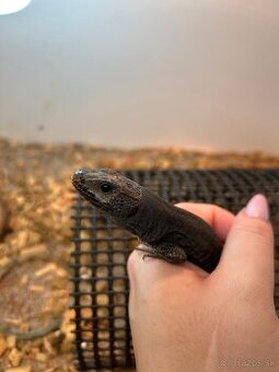 Timon Lepidus Melanistic 1.2