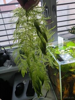 Darujem akvarijne rastliny