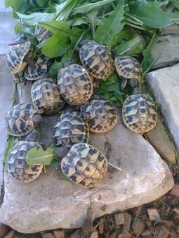 suchozemské korytnačky