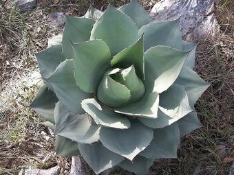 Mrazuvzdorné agave - semená