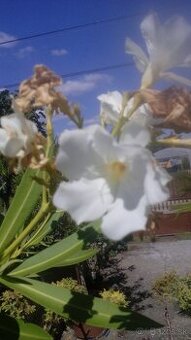 Predám Oleander