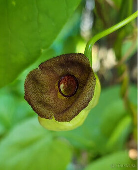 ♅ Aristolochia durior ♅