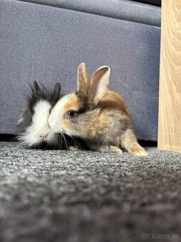 Predám dvoch zakrslých králikov.