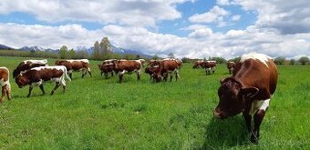 Jalovice - pinzgauske plemeno