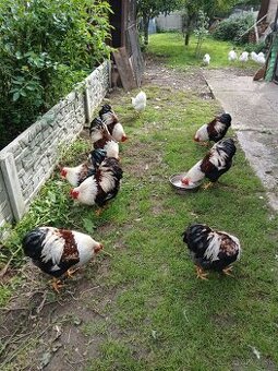 Zdrobnelá wyandotka biela a lososová