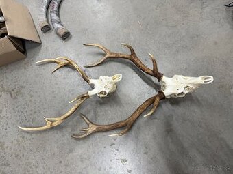 Trofej,parohy,parozie,Sika dybowsky