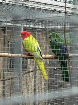 Papagáj Královský žltý predaj