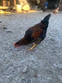 Predám mladé kohúty