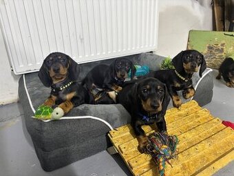 Jazvečík kratkosrstý