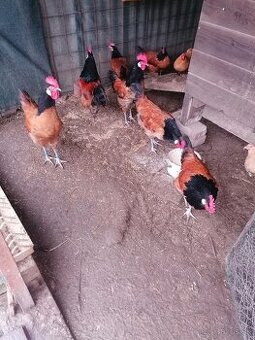 Predám kohúta Forverka