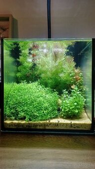 Nenáročné akvárium s krevetkami