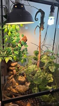 Chameleón