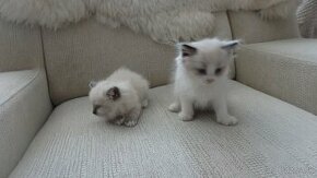mačiatka ragdoll,radgoll,k odberu