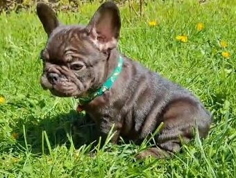 Francuzsky buldocek buldog