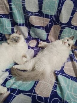 Ragdoll mačiatka
