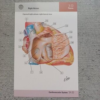 Netter flashcards, LF UPJŠ poznámky
