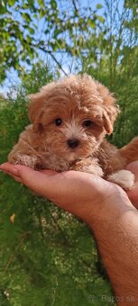 Malí chlapci z Micro Maltipoo
