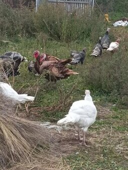 Morky bronzové a brojlerové