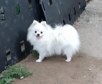 Pomeranian mini s PP