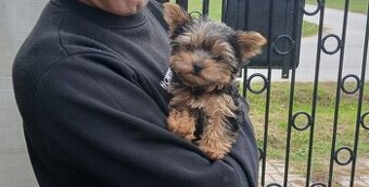 Mini Yorkshire