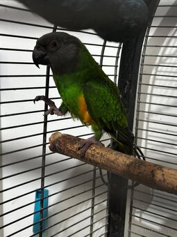 Papagáj Senegalský samec