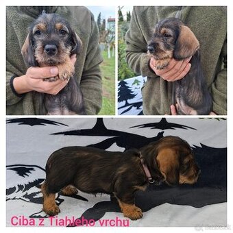 Jazvečík hrubosrstý