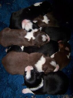 Border kolia šteniatka