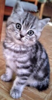 Predám mačiatka Whiskas