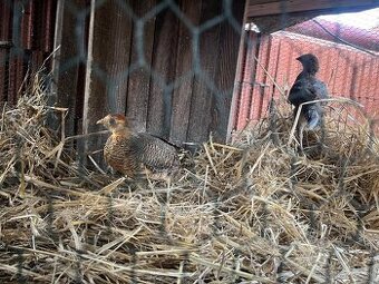 Elado mandarin réce pár és arany fácán pár
