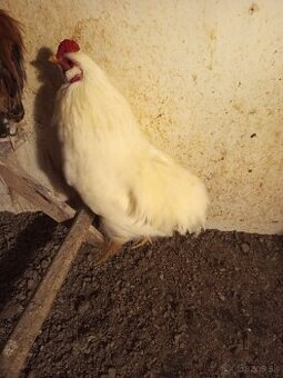 Mám na predaj kohúty Araucany.