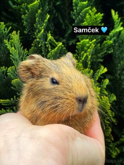 Morčata-morské prasiatka