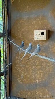 Holúbok diamantový - hnedý / šedý