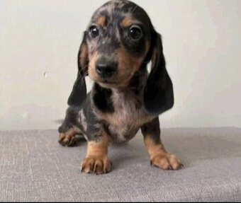 Šteniatka jazvečíka hľadajú domov.