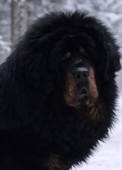 Exkluzívne šteniatka tibetského mastifa v čínskom type – pot