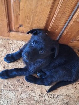 Steniatko nemecky ovciak