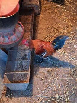 Predám kohutikov liliputky