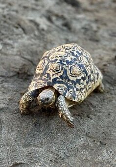 Korytnačka leopardia (Stigmochelys pardalis)