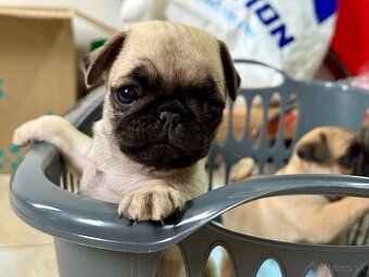Mops mopslik